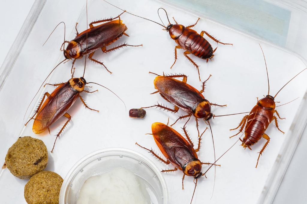 Pest Control Service & Fumigation Modinagar