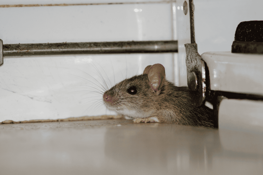 Pest Control Service & Fumigation Modinagar
